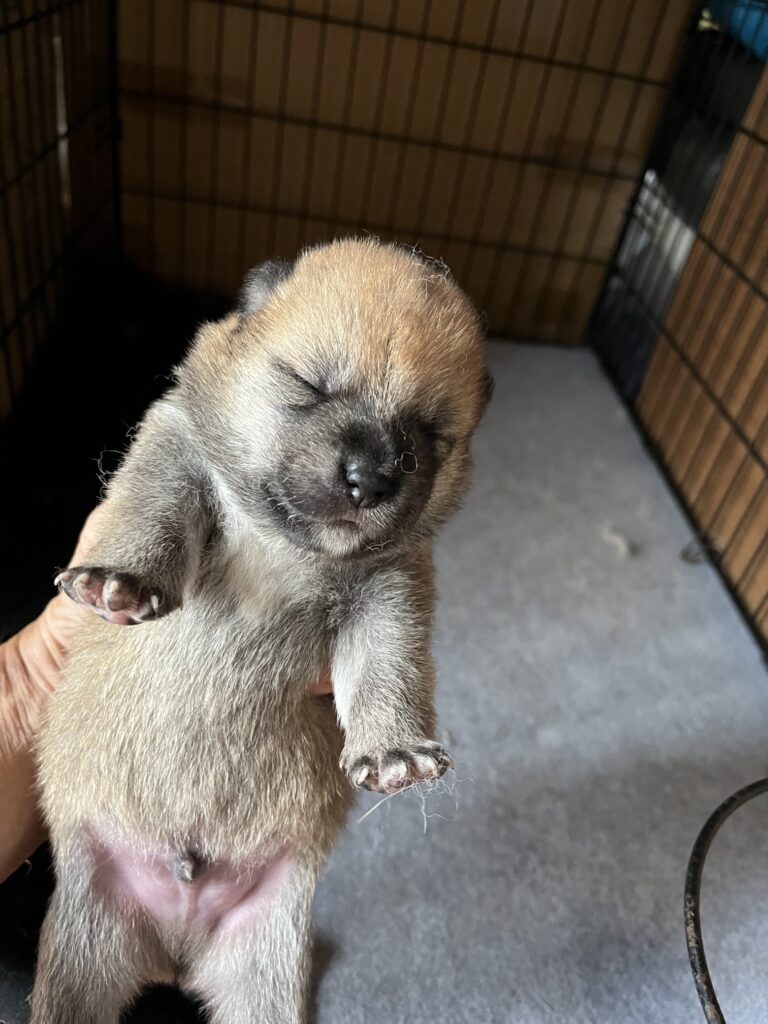 子犬 雄　　標 準タイプ